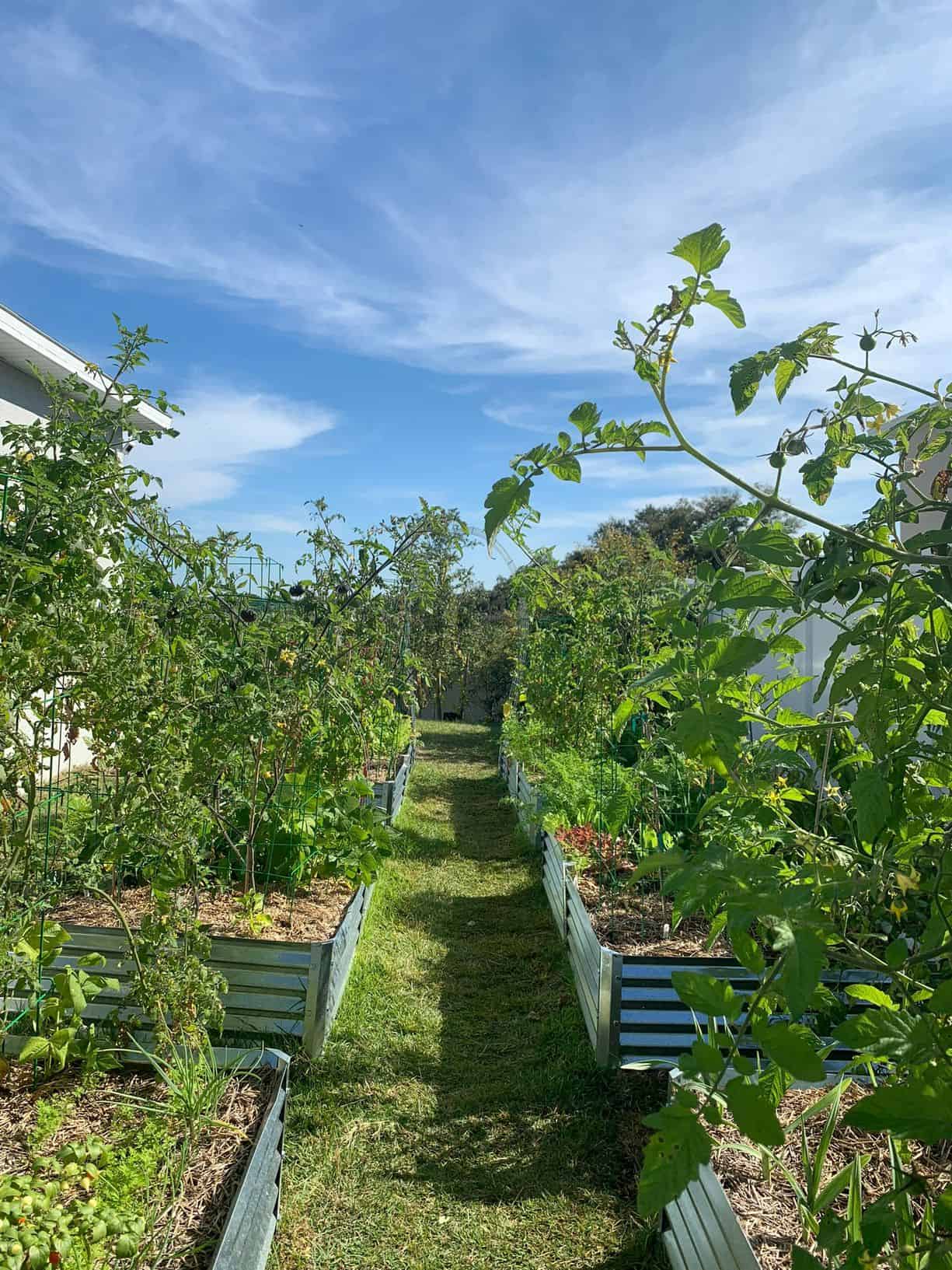 Getting Started With Raised Bed Gardening