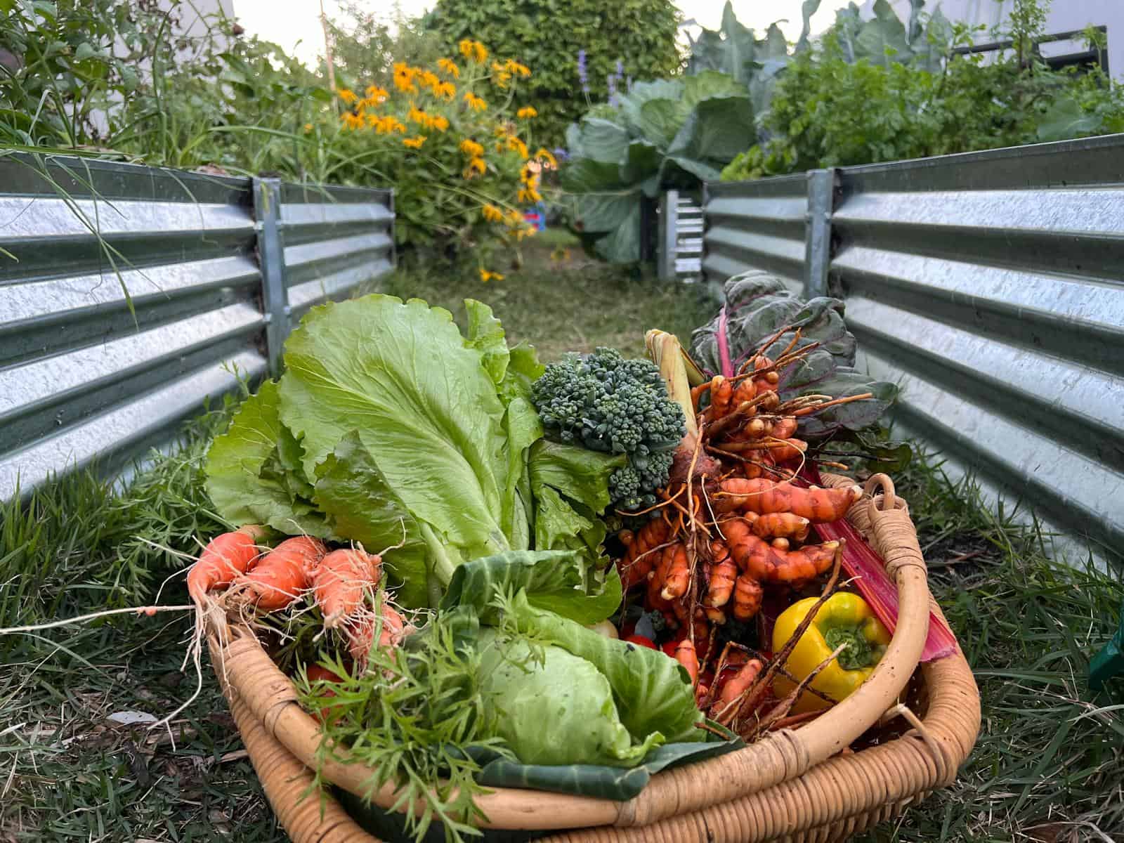 The Ultimate Guide to Raised Bed Gardening